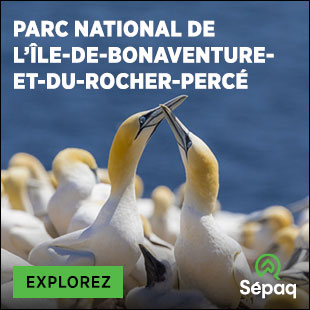 Fous de Bassan au parc national de l’Île-Bonaventure-et-du-Rocher-Percé